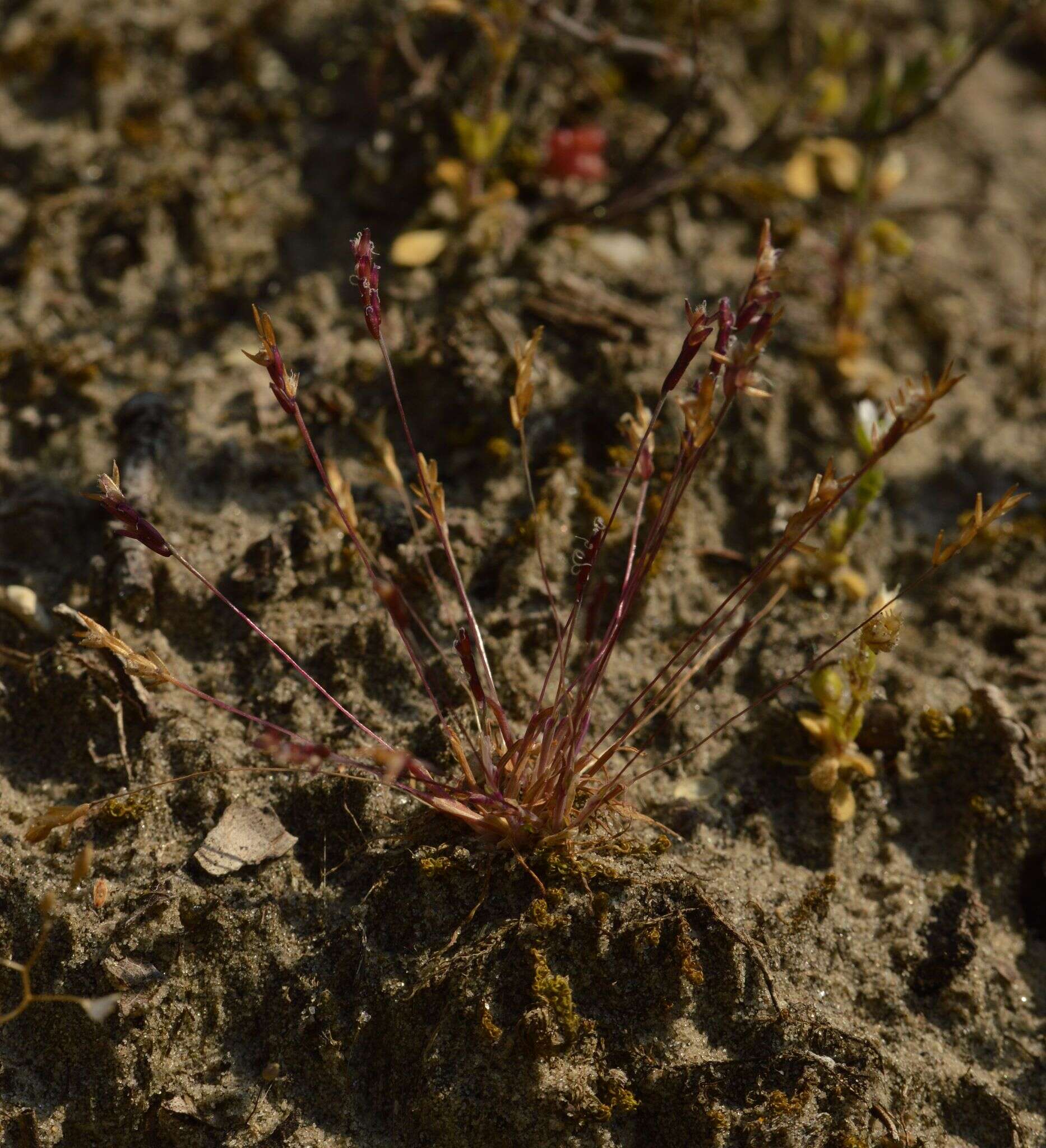 Imagem de Mibora minima (L.) Desv.