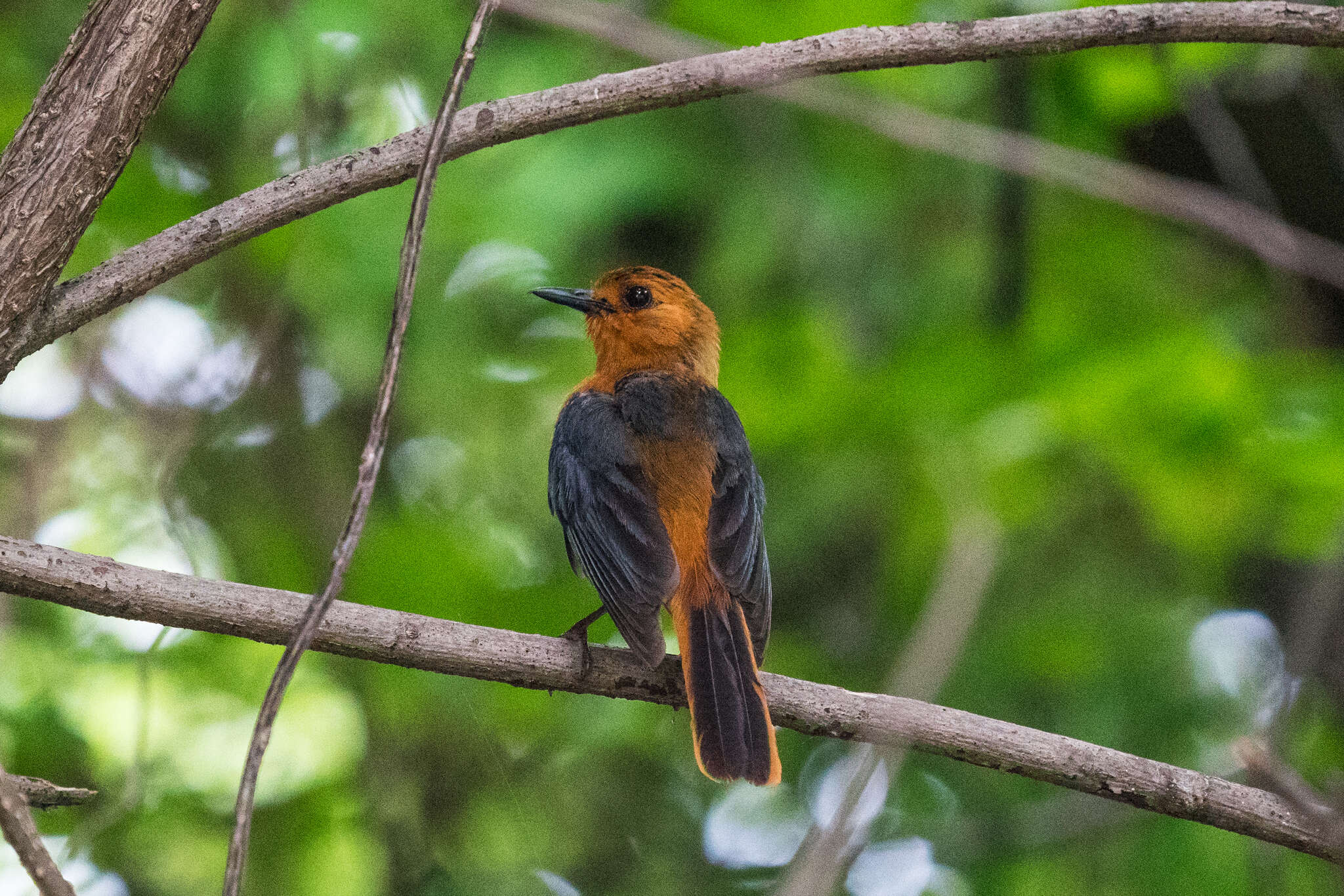 صورة Cossypha natalensis Smith & A 1840