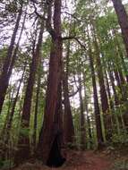 Image of redwood
