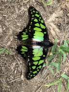 Sivun Graphium tynderaeus (Fabricius 1793) kuva