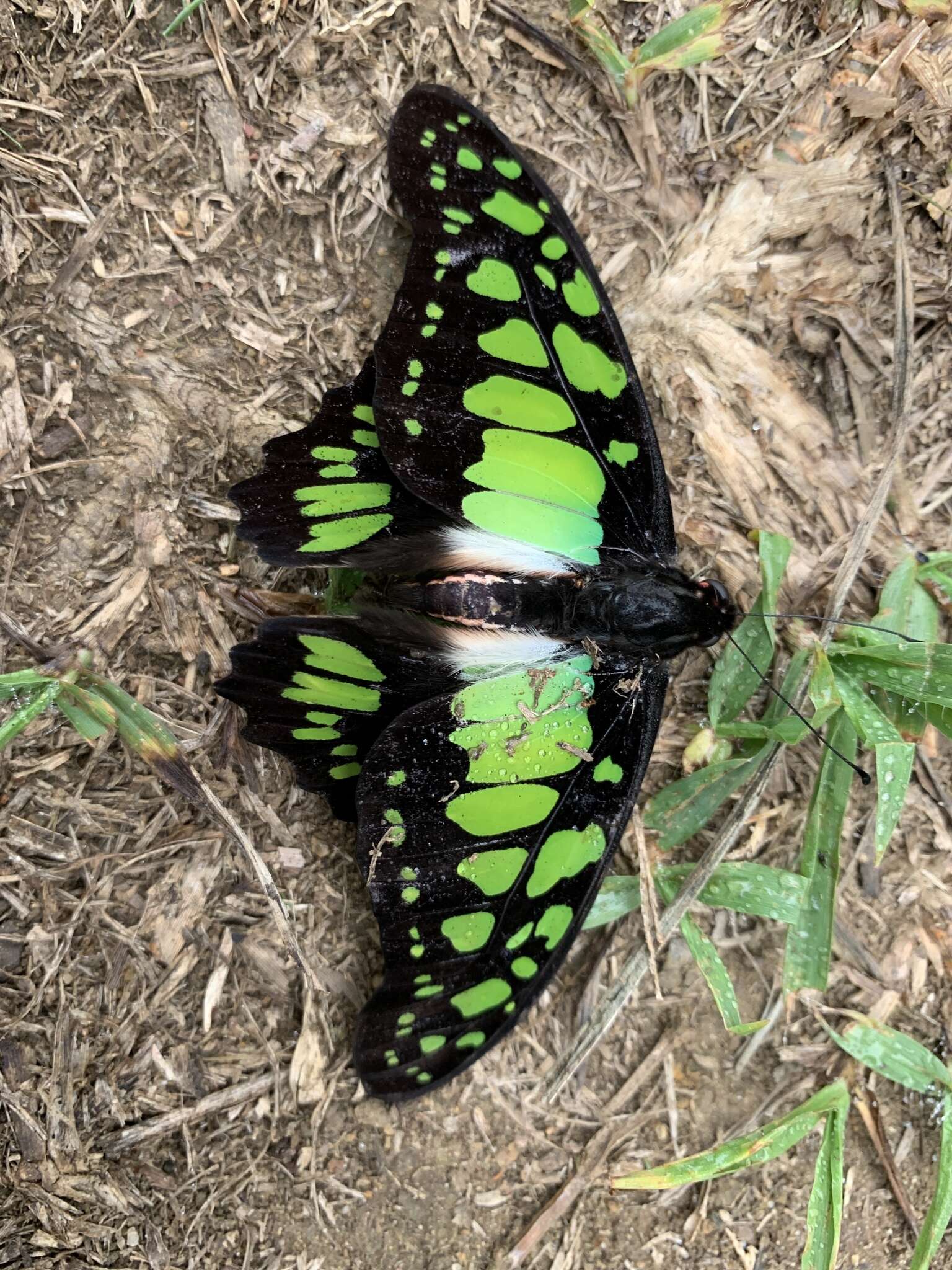 Sivun Graphium tynderaeus (Fabricius 1793) kuva