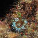 Image of orange ball anemone