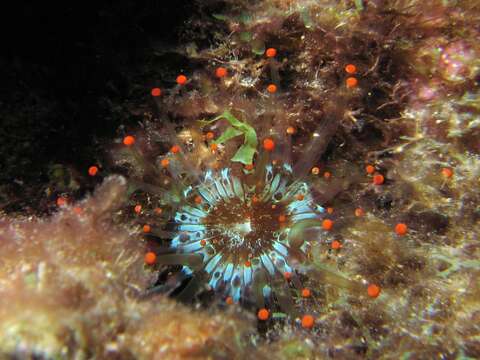 Image of orange ball anemone