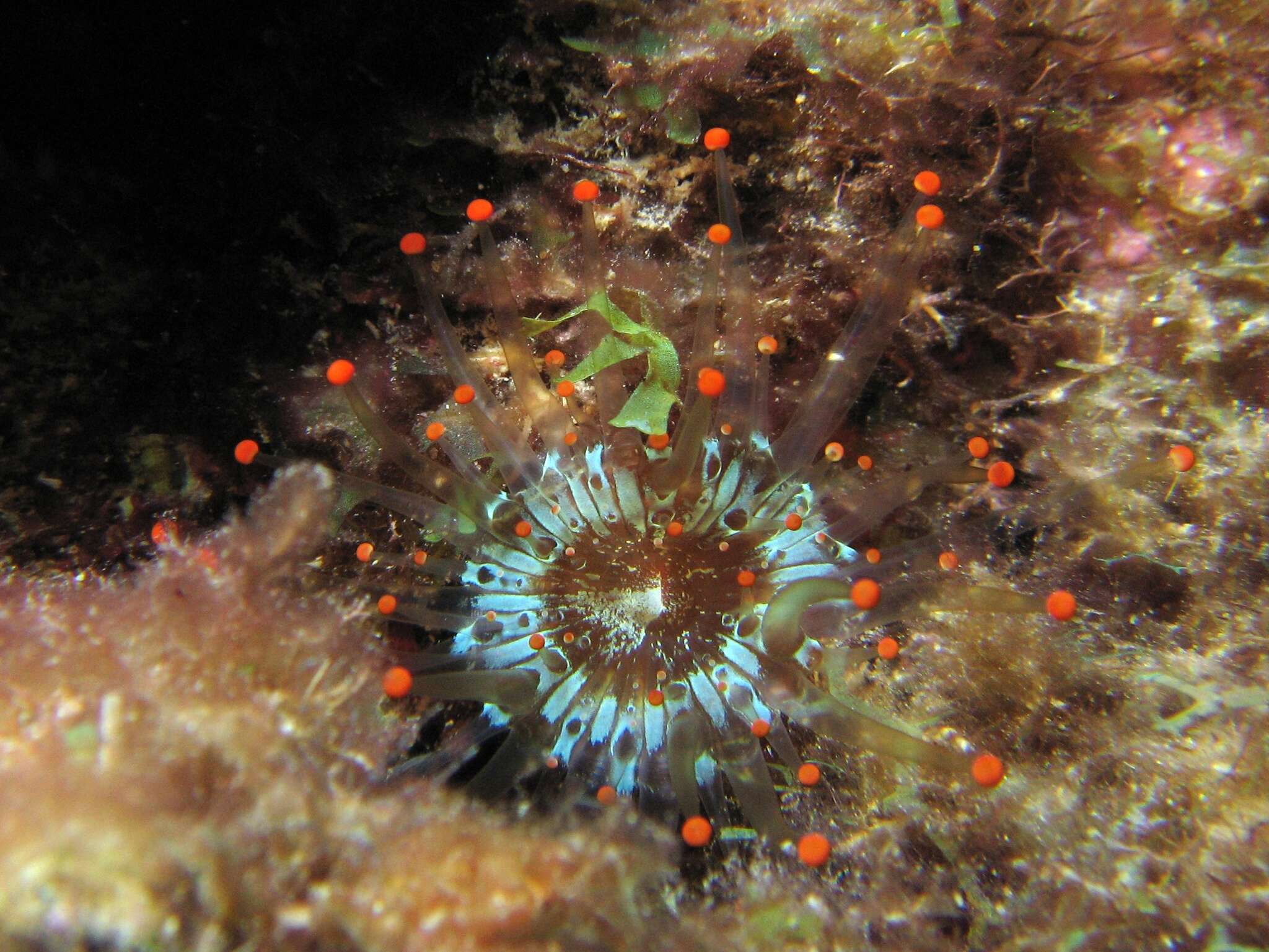 Sivun Pseudocorynactis caribbeorum Den Hartog 1980 kuva