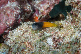 Image of Bicolor Blenny