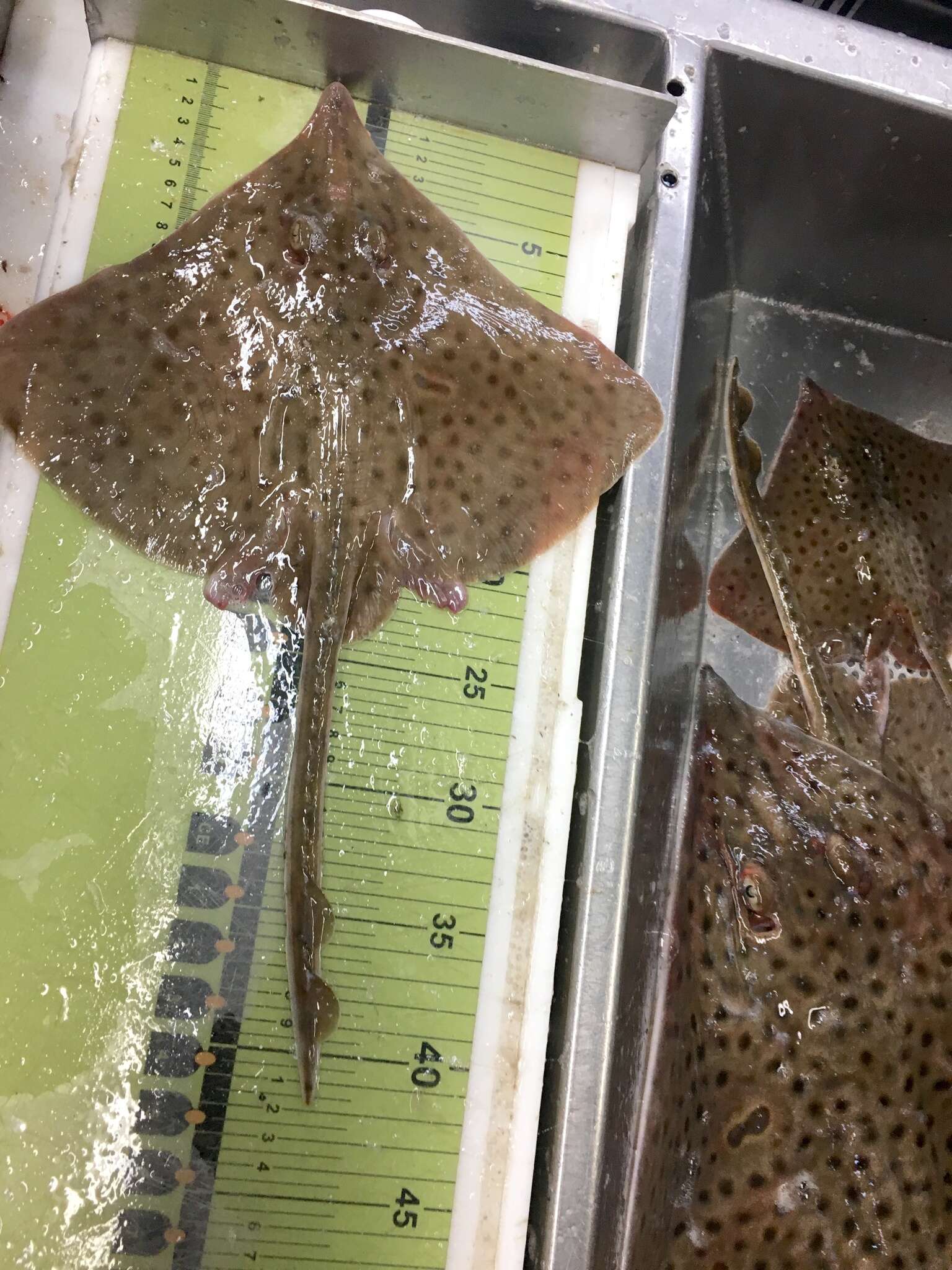 Image of Barndoor Skate