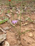 Image of southwestern pleatleaf