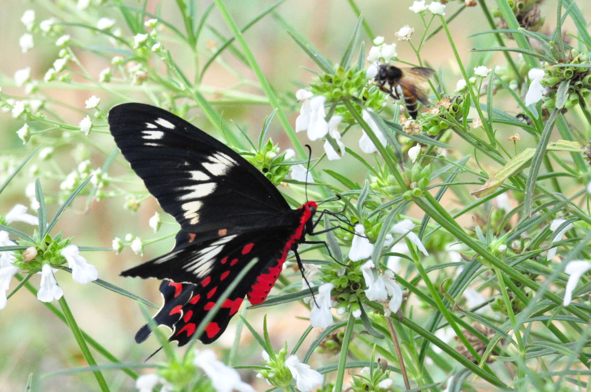 Image of Pachliopta hector (Linnaeus 1758)