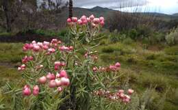 Imagem de Helichrysum formosissimum Sch. Bip.