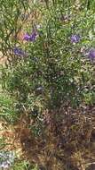 Image of Chilean Nightshade Chilean