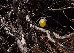 Calochortus raichei Farwig & V. Girard resmi