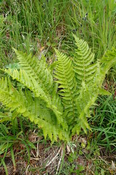 Plancia ëd Polystichum microchlamys (Christ.) Matsumura