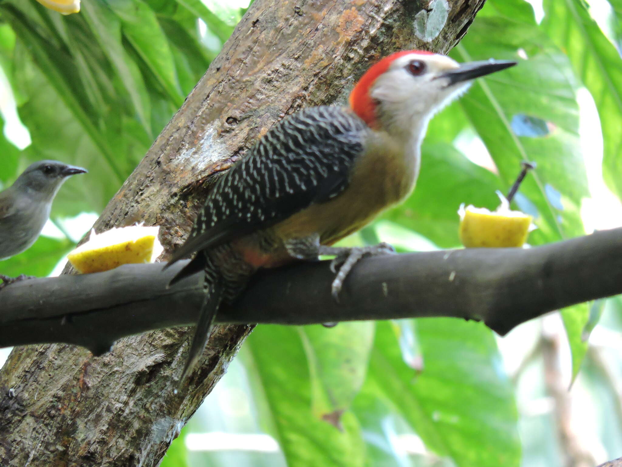 Image of Jamaican Woodpecker