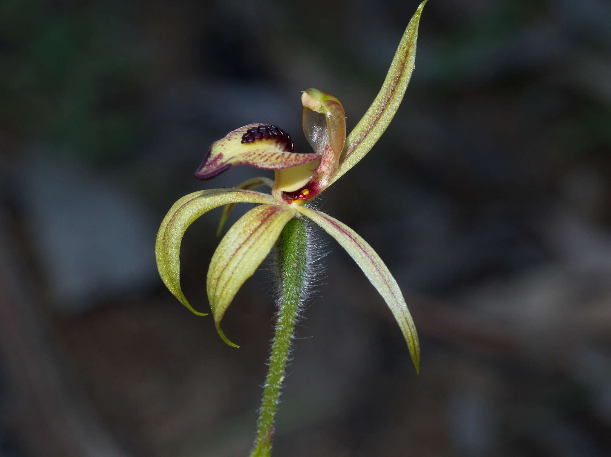 Image of Thick-lipped spider-orchid