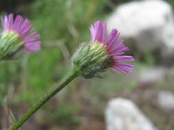 Image de Erigeron caucasicus Stev.