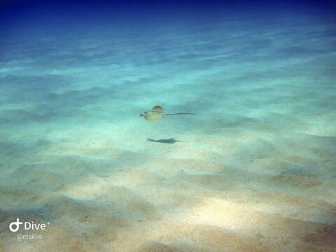 Image of Common Stingray