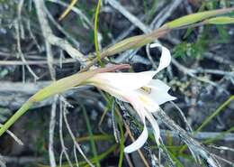 Gladiolus involutus D. Delaroche resmi