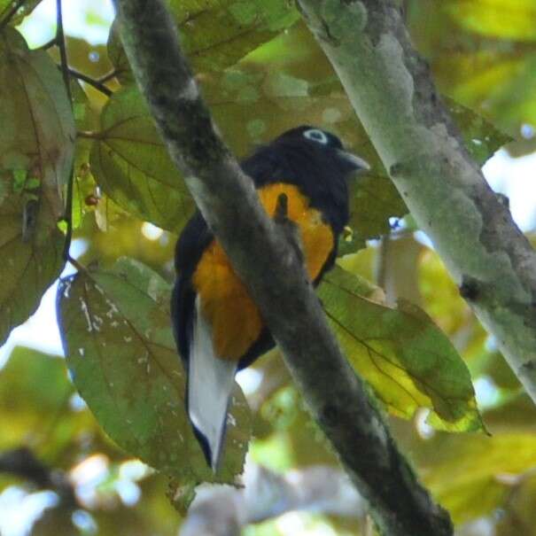 Plancia ëd Trogon chionurus Sclater, PL & Salvin 1871