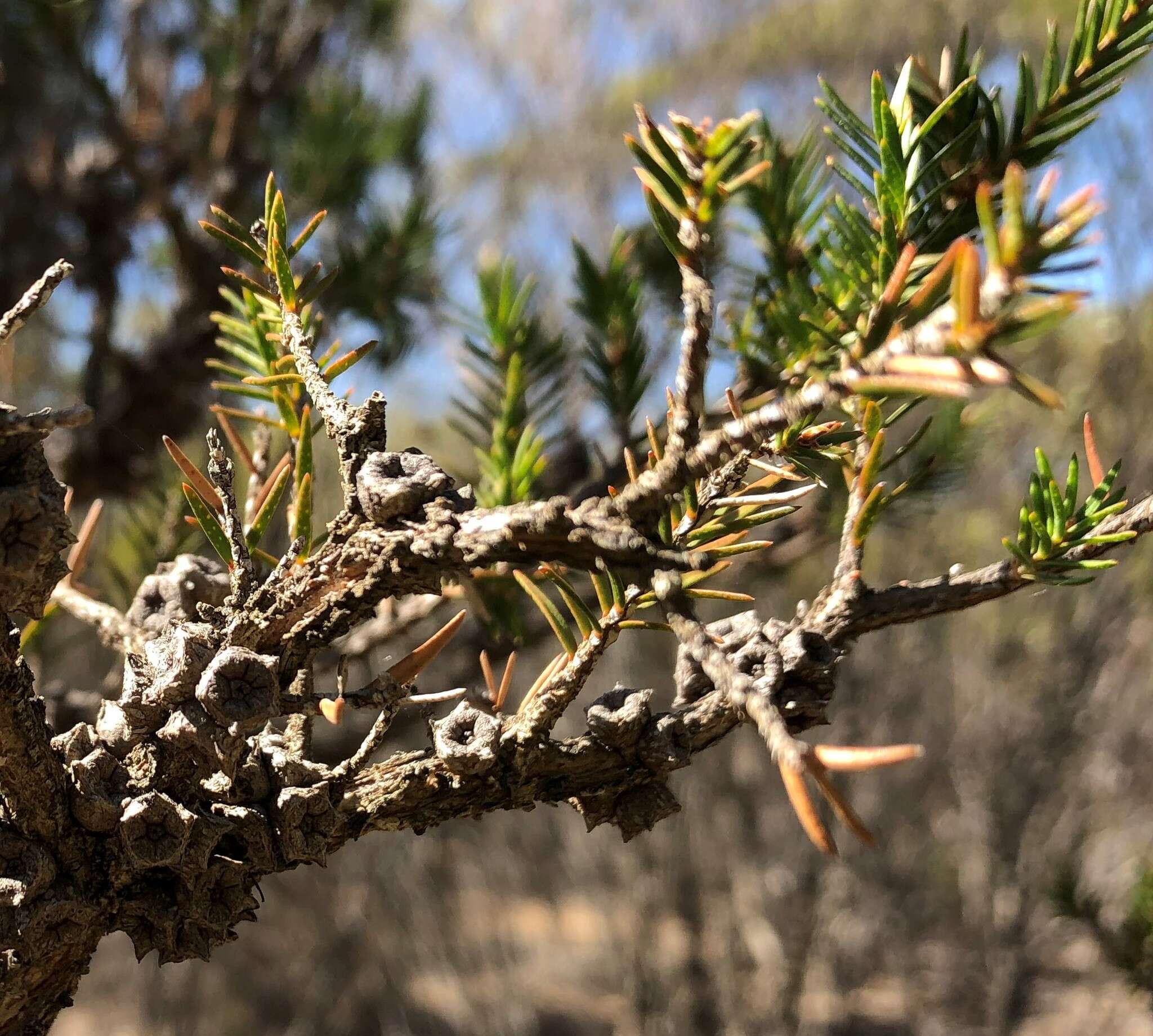 Image de Melaleuca wilsonii F. Müll.