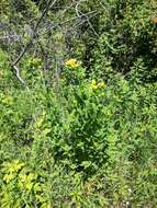 Image of great St. Johnswort