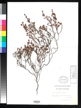 Image of <i>Erica turgida</i> Salisb.