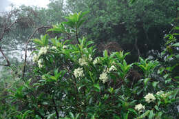 Image of Hydrangea integrifolia Hayata