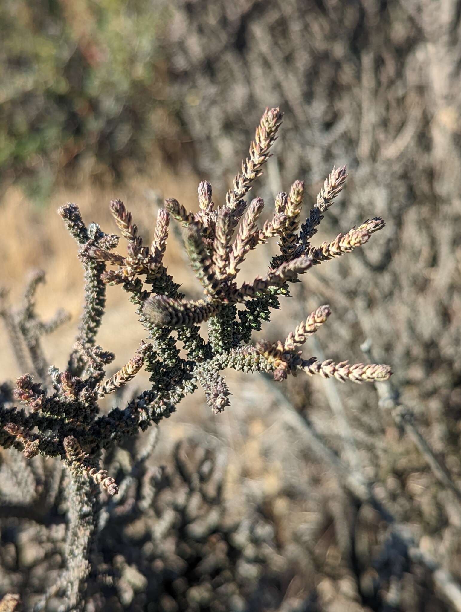 Image of Mulguraea tridens (Lag.) N. O'Leary & P. Peralta