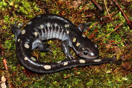 Image of Spotted Salamander