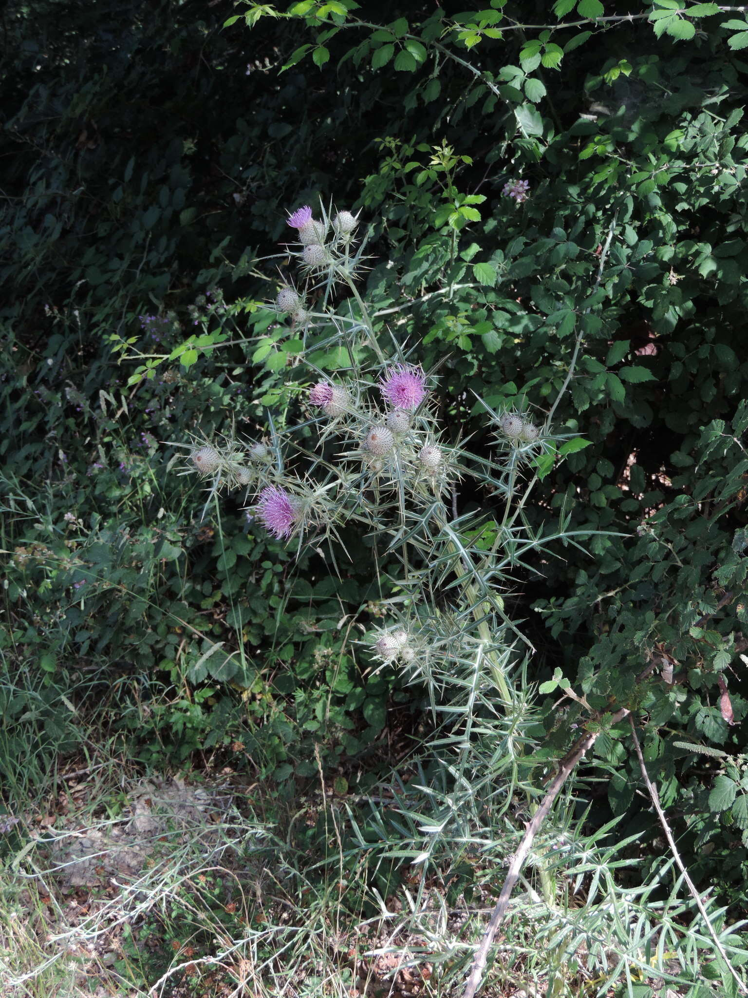 Plancia ëd Cirsium tenoreanum Petr.