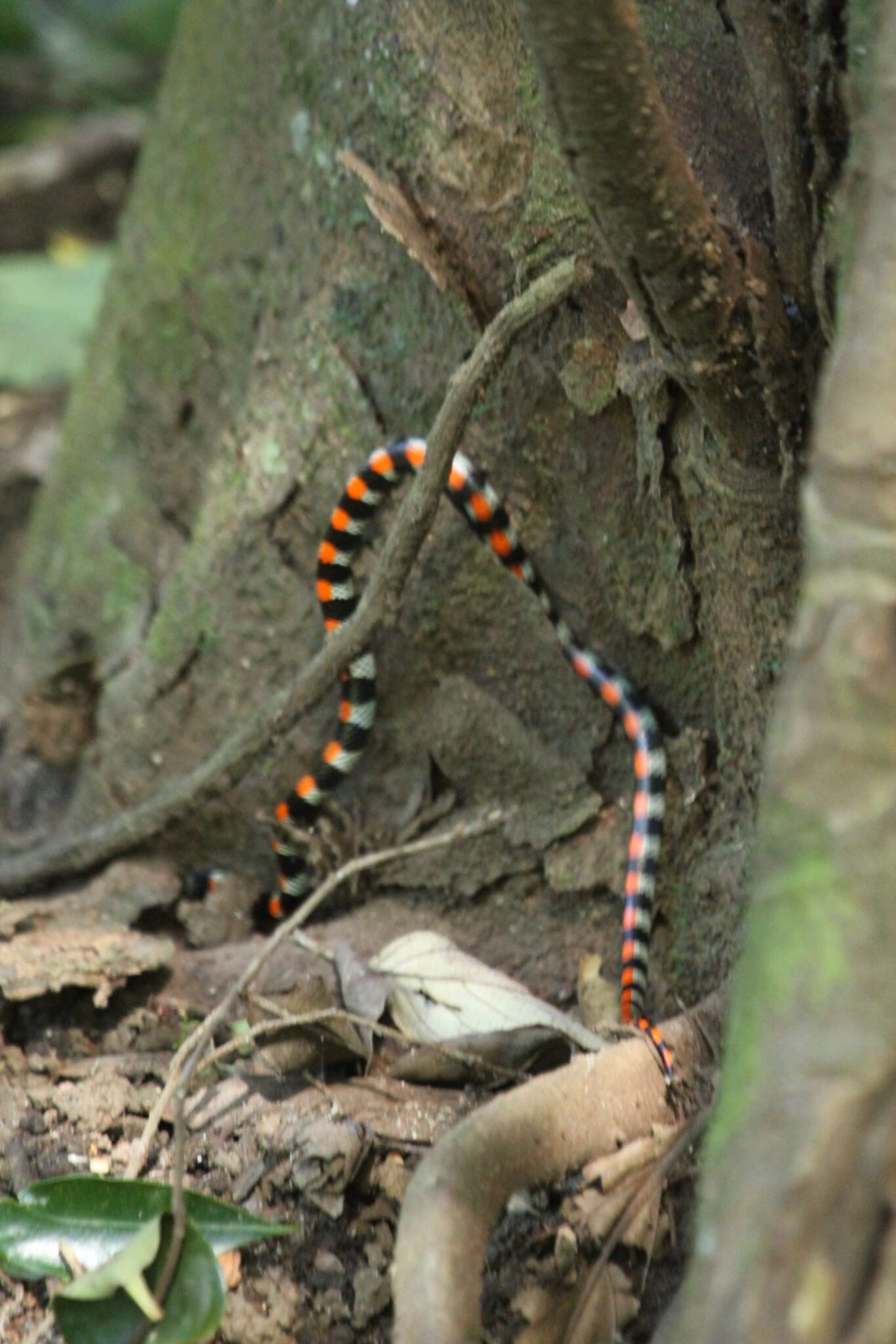 Image of Black-banded Snake