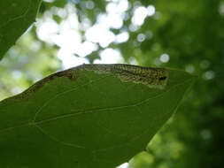 Image of Liriomyza orilliensis Spencer 1969