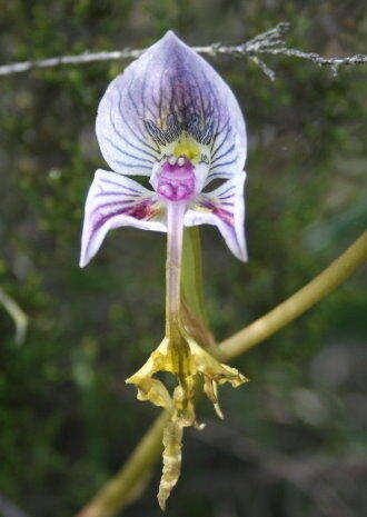 Disa spathulata subsp. tripartita (Lindl.) H. P. Linder resmi