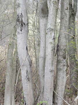 Image of Butternut canker fungus