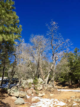 Image of Gambel Oak