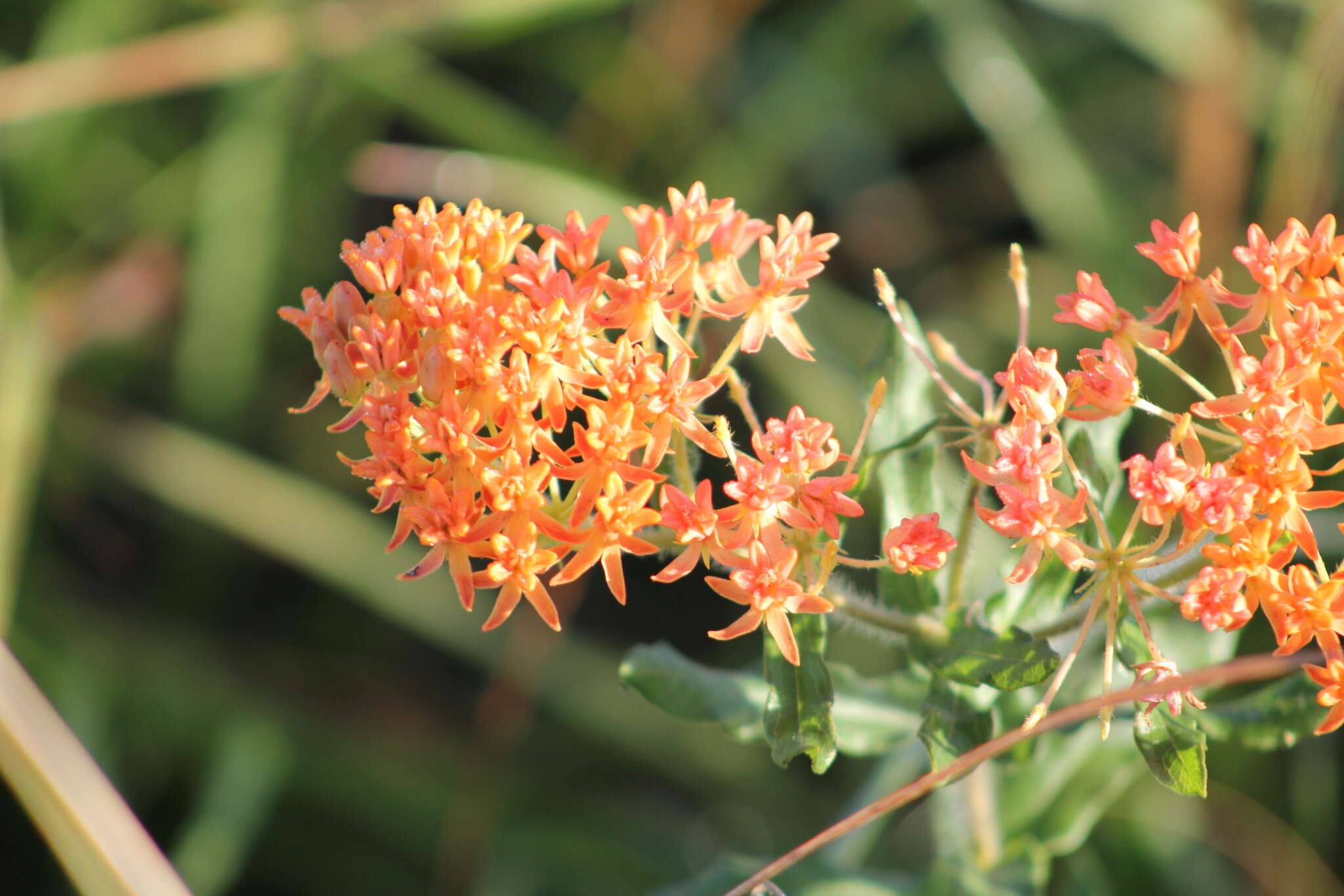 Imagem de Asclepias tuberosa subsp. rolfsii (Britt. ex Vail) Woods.