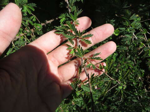 Image of red powderpuff