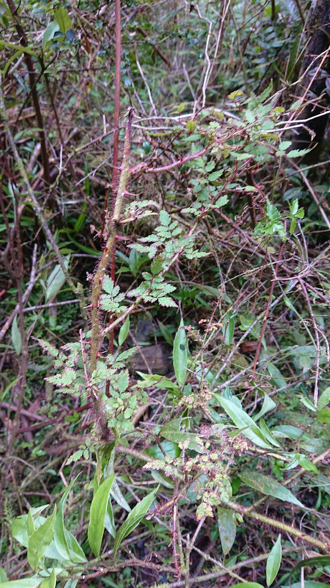 Plancia ëd Rubus sumatranus Miq.