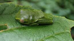 Image of Jayaram's bush frog