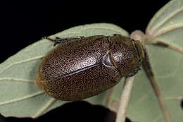 صورة Leucopholis staudingeri Brenske 1892