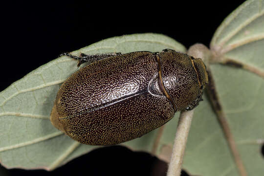 Image of Leucopholis staudingeri Brenske 1892