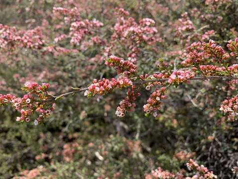 Image of Thryptomene calycina (Lindley) Stapf