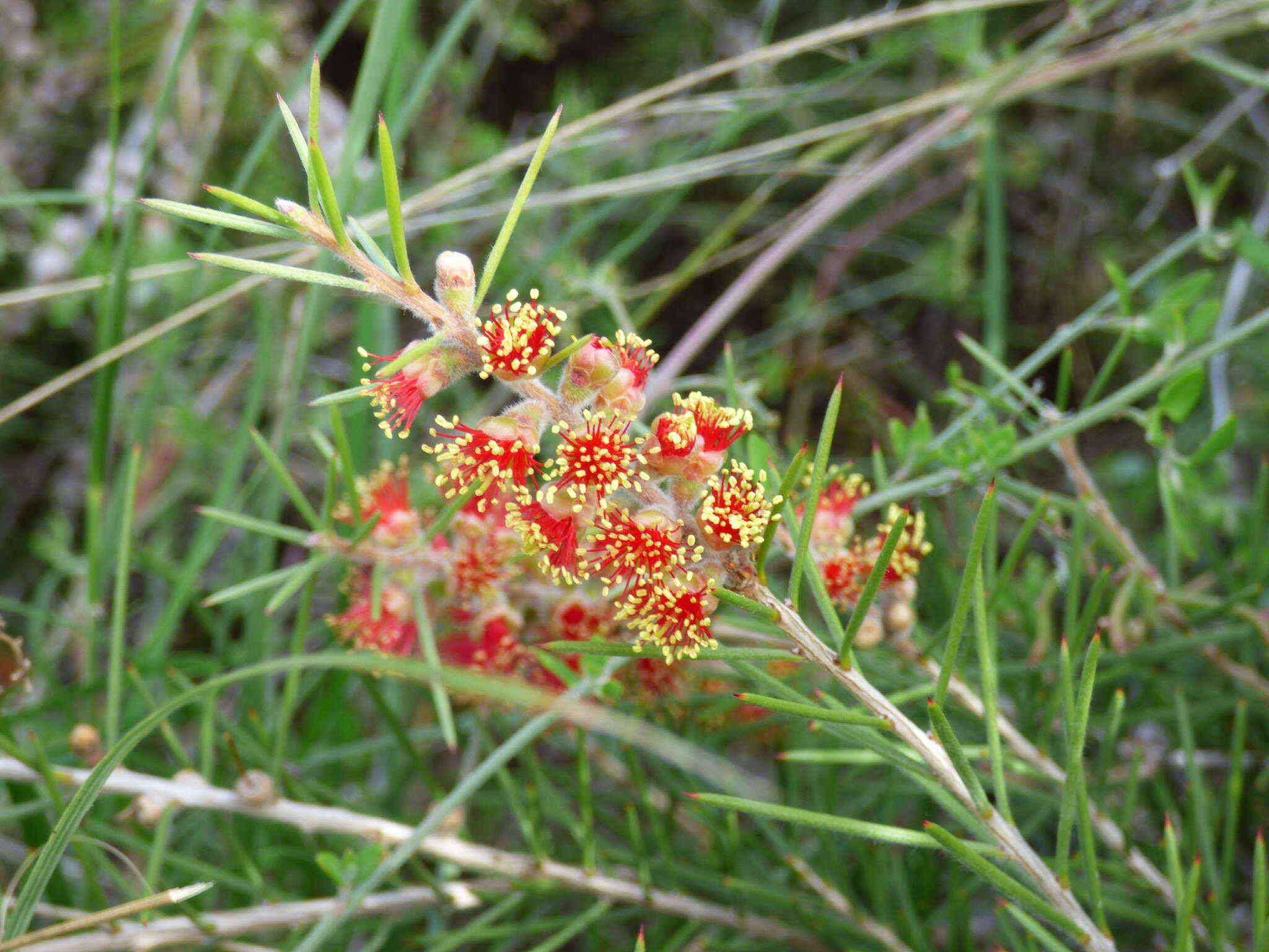 صورة Callistemon brachyandrus Lindl.