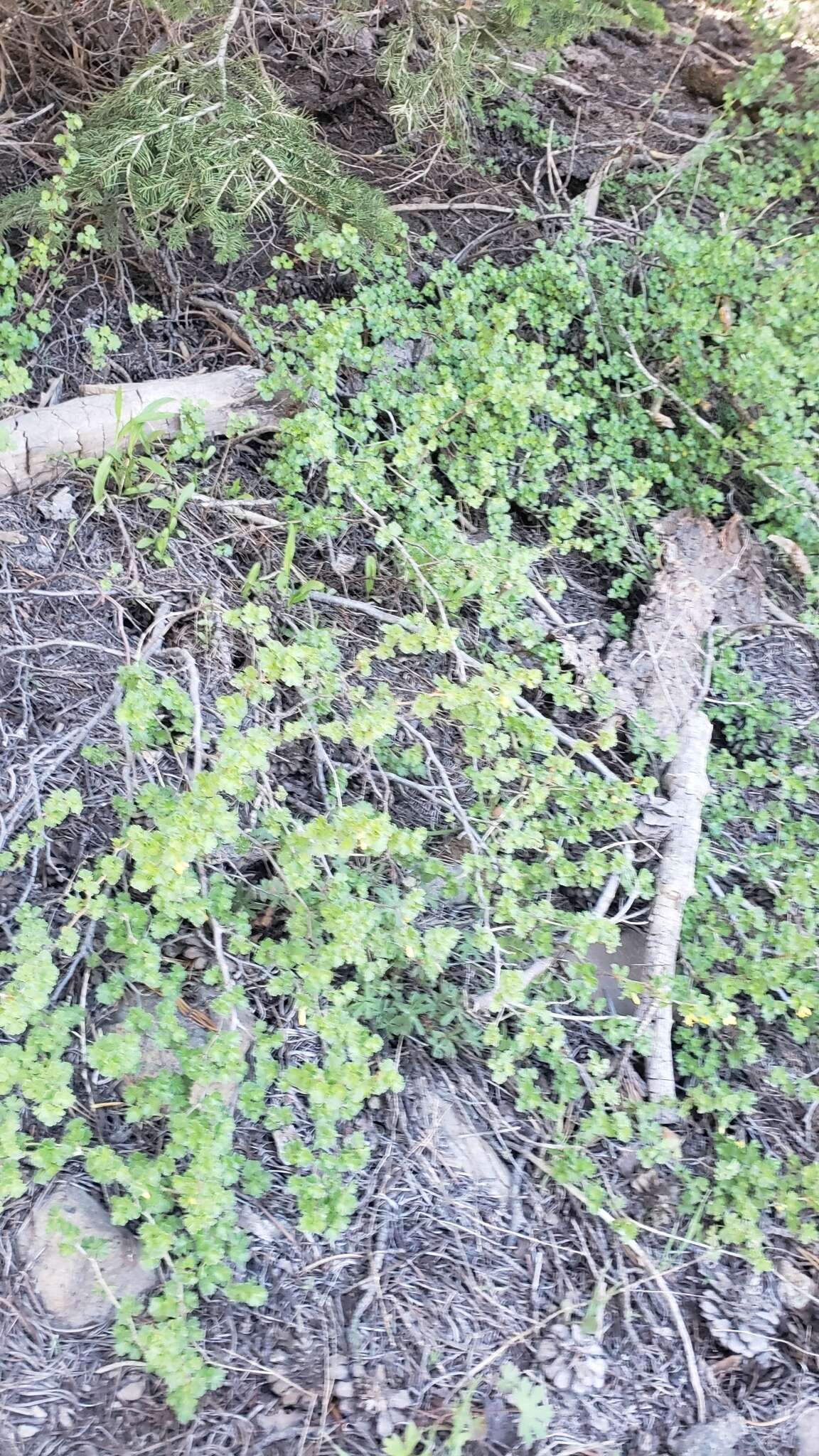 Image of alpine gooseberry