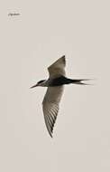 Image of Black-bellied Tern