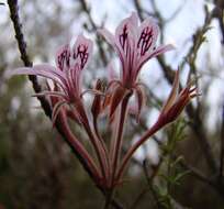 Image of Pelargonium caledonicum L. Bolus