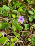 Image of hairyflower wild petunia