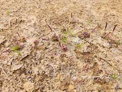 Image of Epilobium willisii Raven & Engelhorn