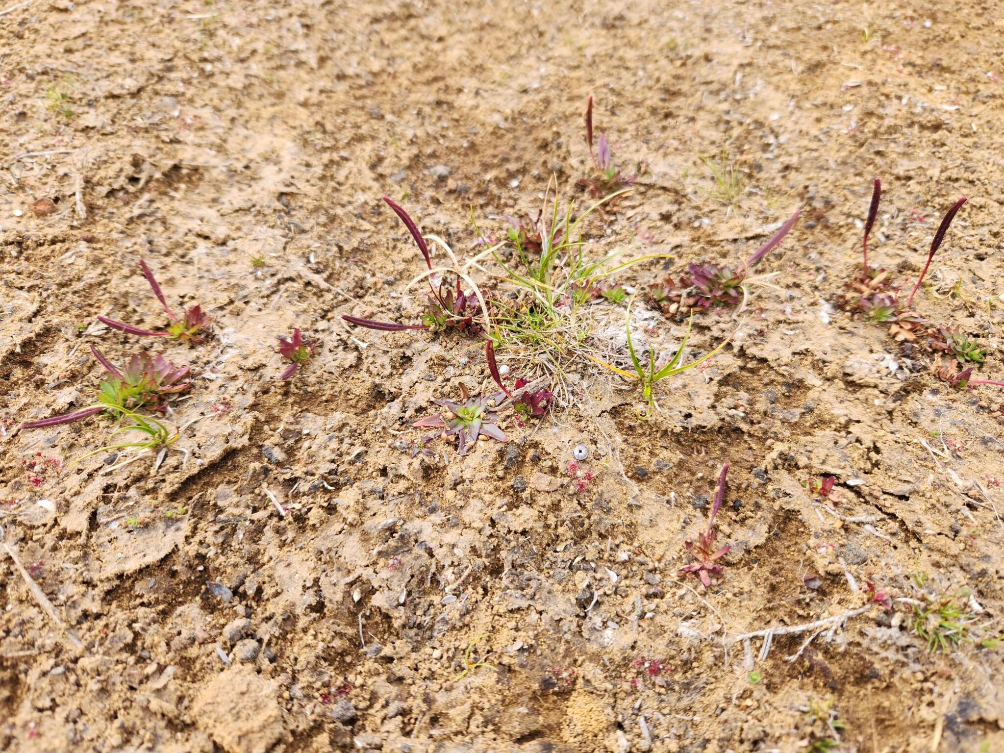 Image of Epilobium willisii Raven & Engelhorn