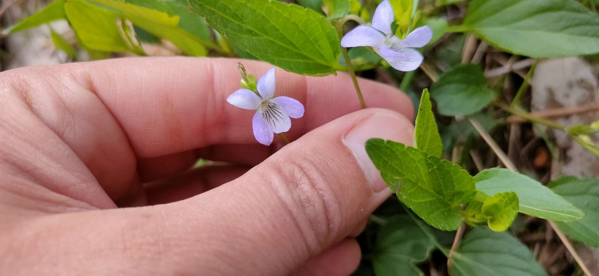 Sivun Viola lactea Sm. kuva