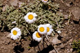 Image of Leucanthemopsis